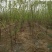 正宗嫁接黄金奈李苗大果耐寒盆栽地栽阳台庭院南北方种植当年