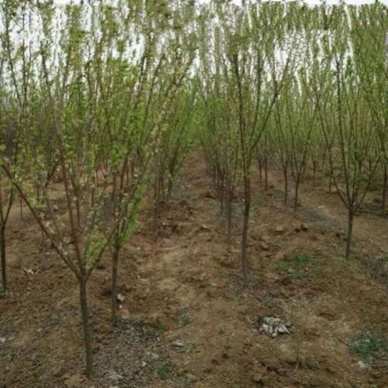 正宗嫁接黄金奈李苗大果耐寒盆栽地栽阳台庭院南北方种植当年
