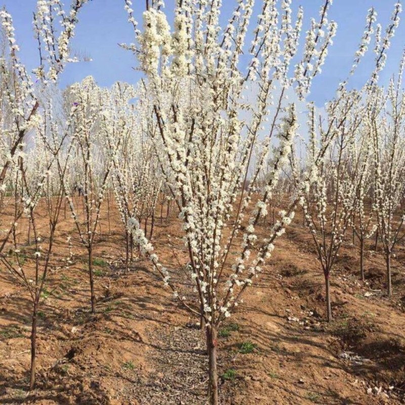 正宗嫁接黄金奈李苗大果耐寒盆栽地栽阳台庭院南北方种植当年