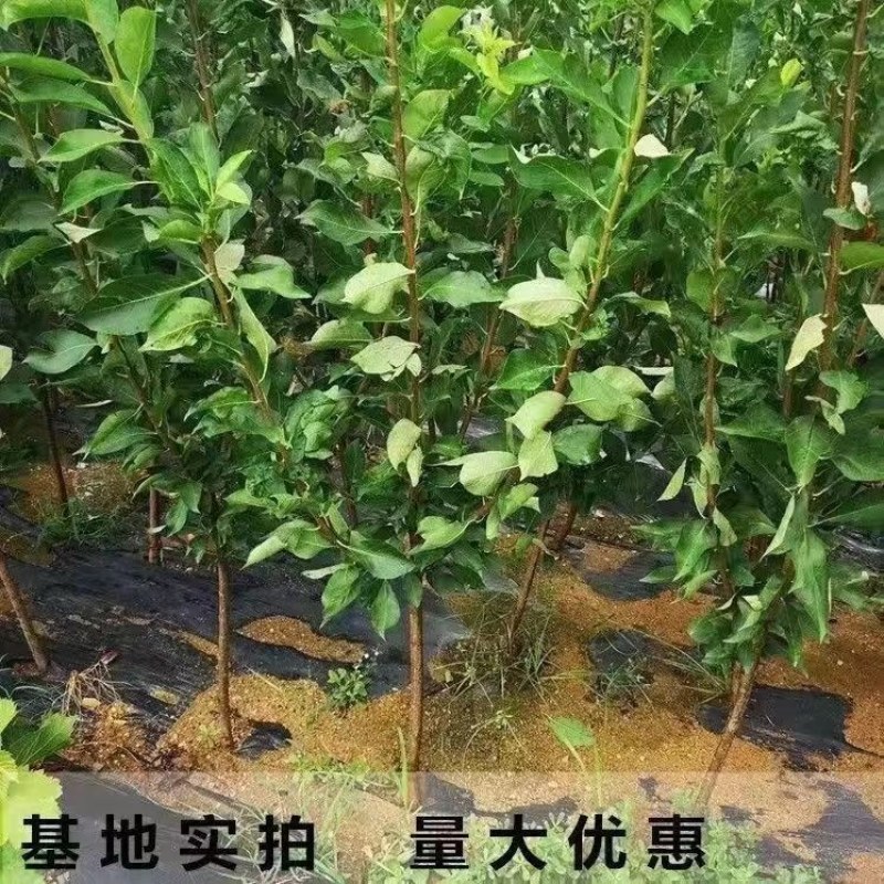 正宗嫁接黄金奈李苗大果耐寒盆栽地栽阳台庭院南北方种植当年