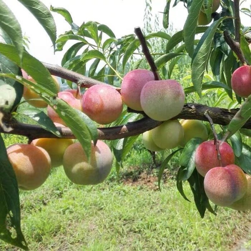 半边红李子果树苗嫁接苗茵红李子树苗南北方种植盆栽地栽