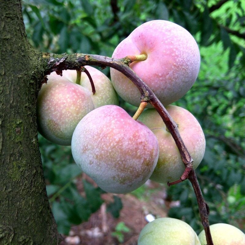 半边红李子果树苗嫁接苗茵红李子树苗南北方种植盆栽地栽