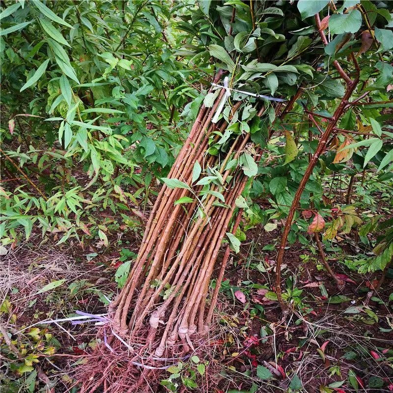 半边红李子果树苗嫁接苗茵红李子树苗南北方种植盆栽地栽