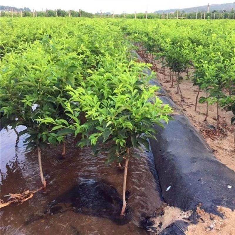 半边红李子果树苗嫁接苗茵红李子树苗南北方种植盆栽地栽