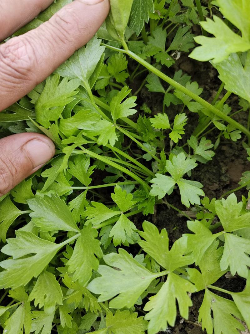 精品头茬苗，颗颗粗壮纯正法国皇后种苗，