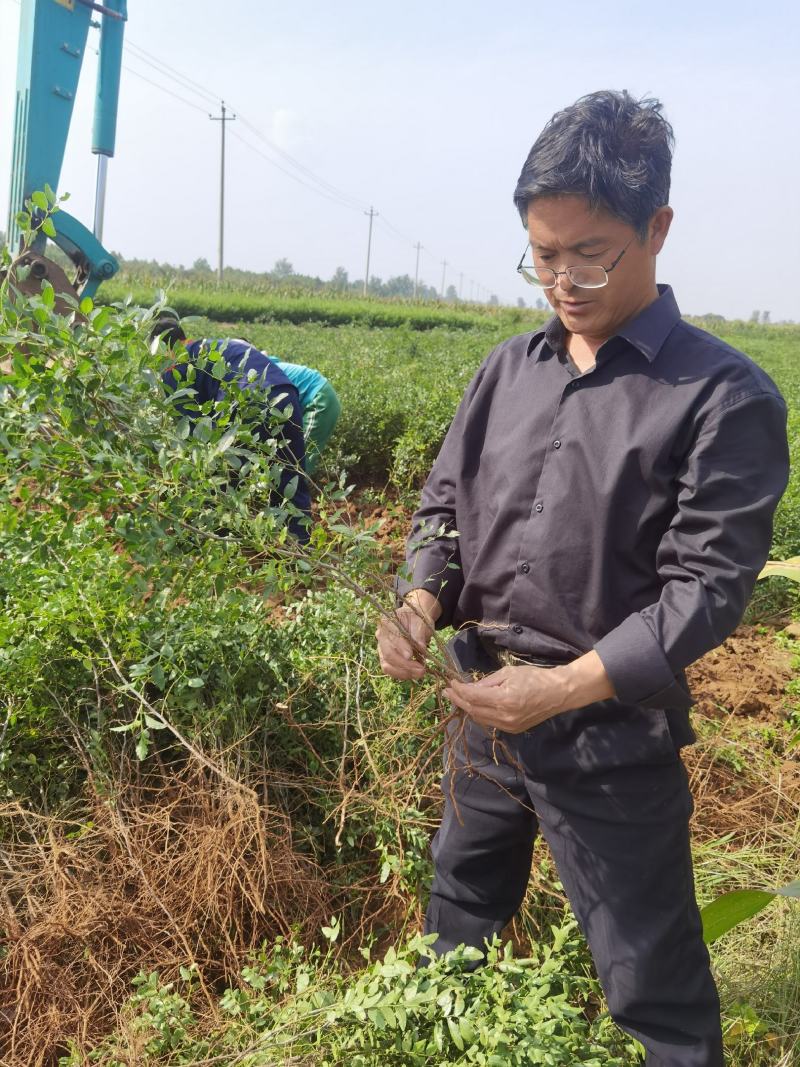 优选双仁酸枣苗，嫁接品种出仁率高、药用价值高、早结果丰产