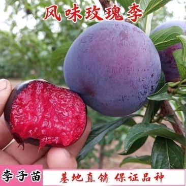 风味玫瑰李子苗红心李子树苗红肉李子苗南方北方早熟品种当年