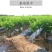 风味玫瑰李子苗红心李子树苗红肉李子苗南方北方早熟品种当年