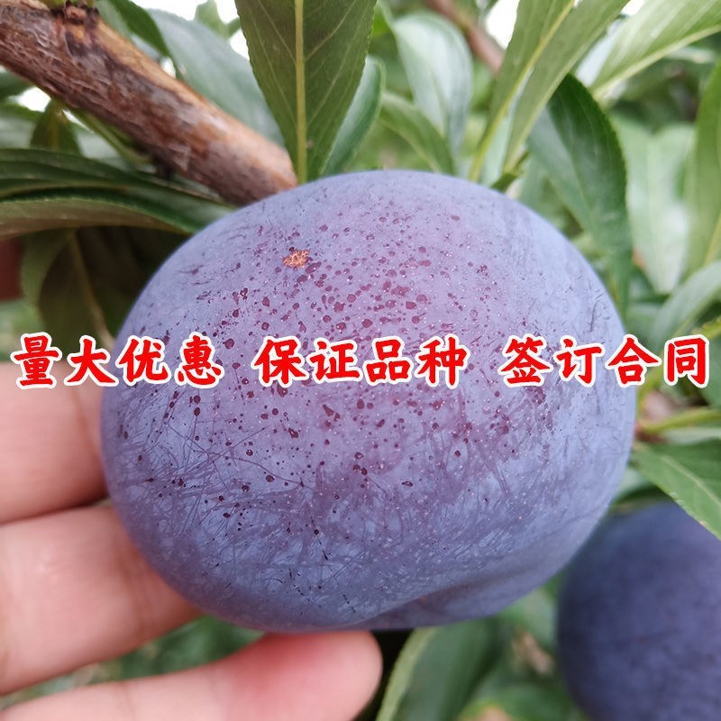 风味玫瑰李子苗红心李子树苗红肉李子苗南方北方早熟品种当年