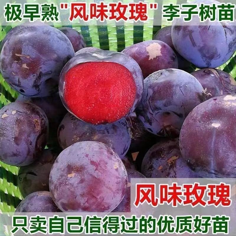 风味玫瑰李子苗红心李子树苗红肉李子苗南方北方早熟品种当年