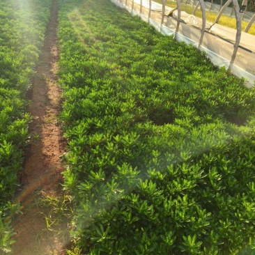 皇冠菊