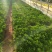 皇冠菊