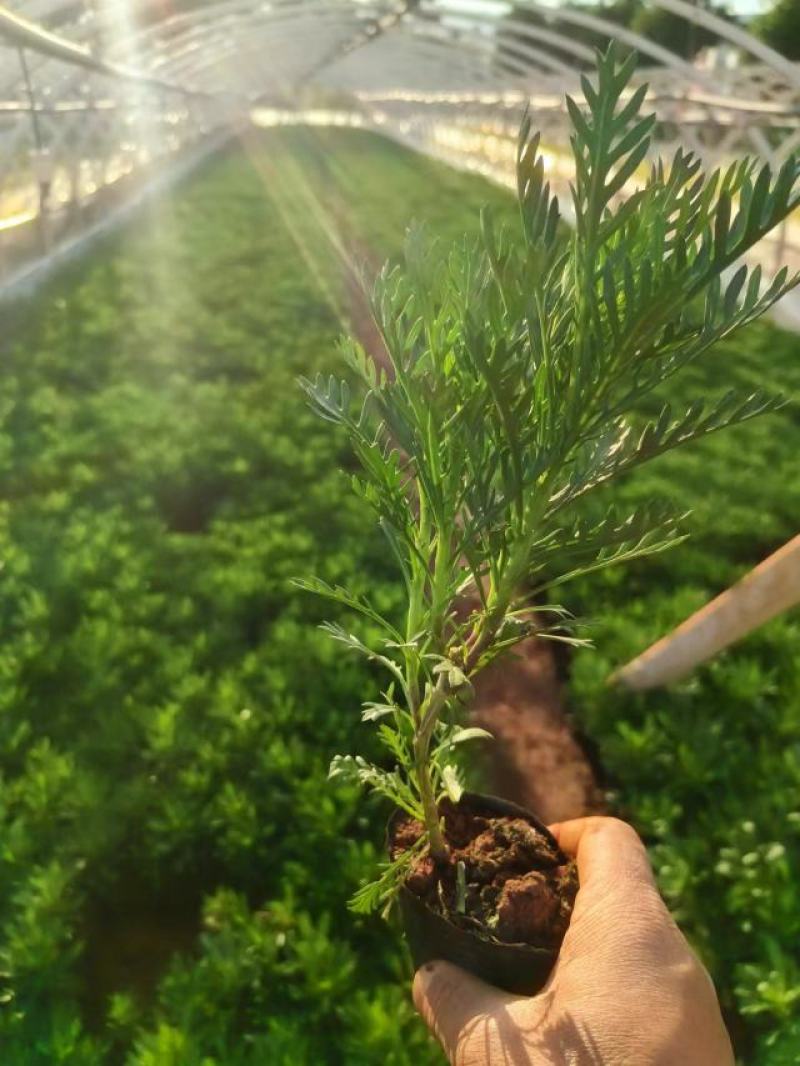 皇冠菊