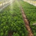 皇冠菊
