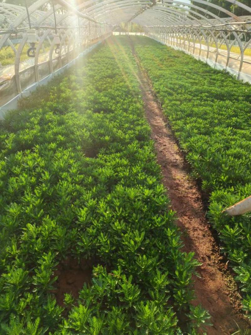 皇冠菊