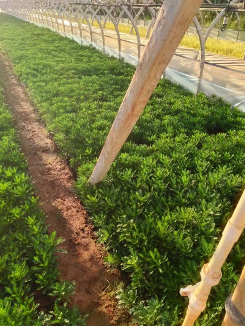 皇冠菊