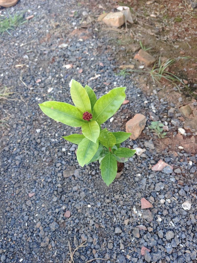 龙船花