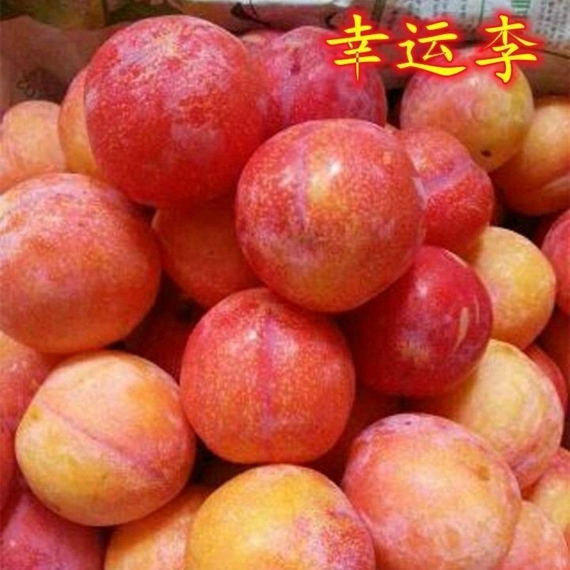 幸运李子苗嫁接李子树苗南方北方种植特大晚熟果树苗当年结