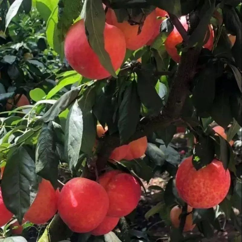 幸运李子苗嫁接李子树苗南方北方种植特大晚熟果树苗当年结