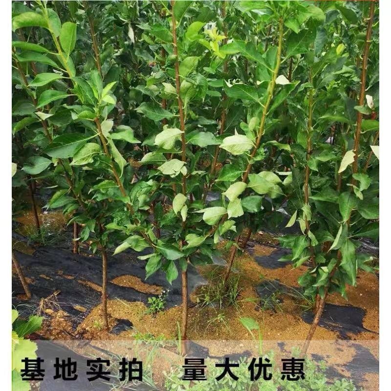 幸运李子苗嫁接李子树苗南方北方种植特大晚熟果树苗当年结