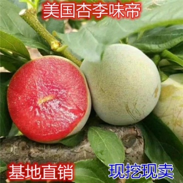 新品种果树苗特大青皮红心李子树苗味帝李子苗嫁接苗南方北方