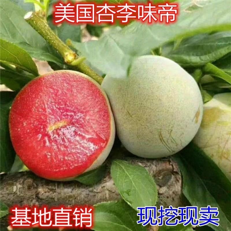 新品种果树苗特大青皮红心李子树苗味帝李子苗嫁接苗南方北方