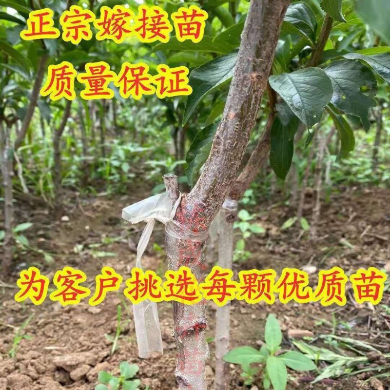 新品种果树苗特大青皮红心李子树苗味帝李子苗嫁接苗南方北方