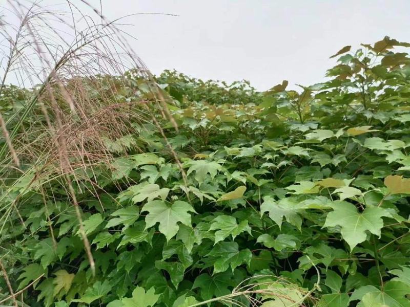 千年桐树苗批发采购，买油桐树苗，就找重庆俊尧