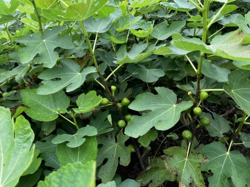 当年结果【无花果树苗】无花果苗硕果累累