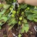 当年结果【无花果树苗】无花果苗硕果累累