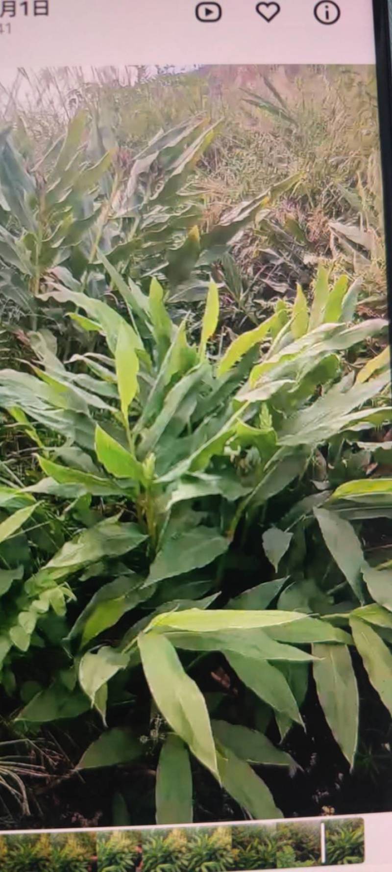 野山姜，一个将近六十斤。