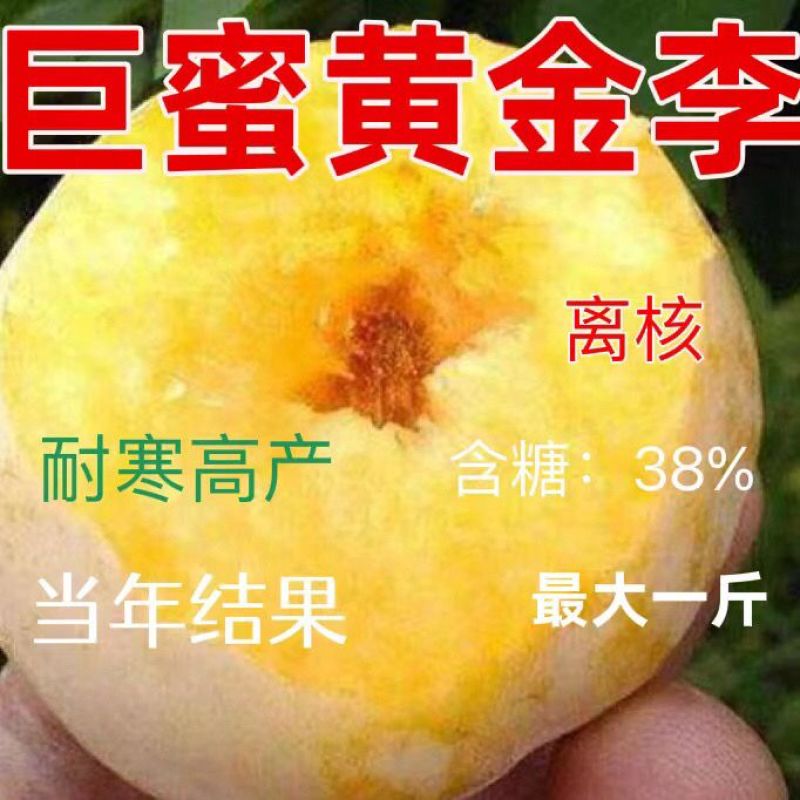 特大李子树苗黄金李嫁接脱骨早熟晚熟南方北方种植新品种当年