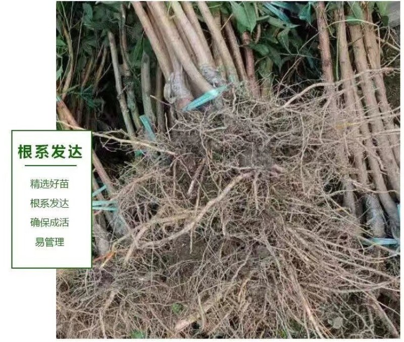 特大李子树苗黄金李嫁接脱骨早熟晚熟南方北方种植新品种当年