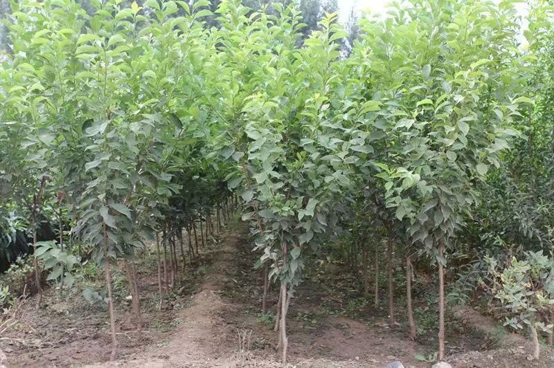 特大李子树苗黄金李嫁接脱骨早熟晚熟南方北方种植新品种当年
