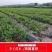 特大李子树苗黄金李嫁接脱骨早熟晚熟南方北方种植新品种当年