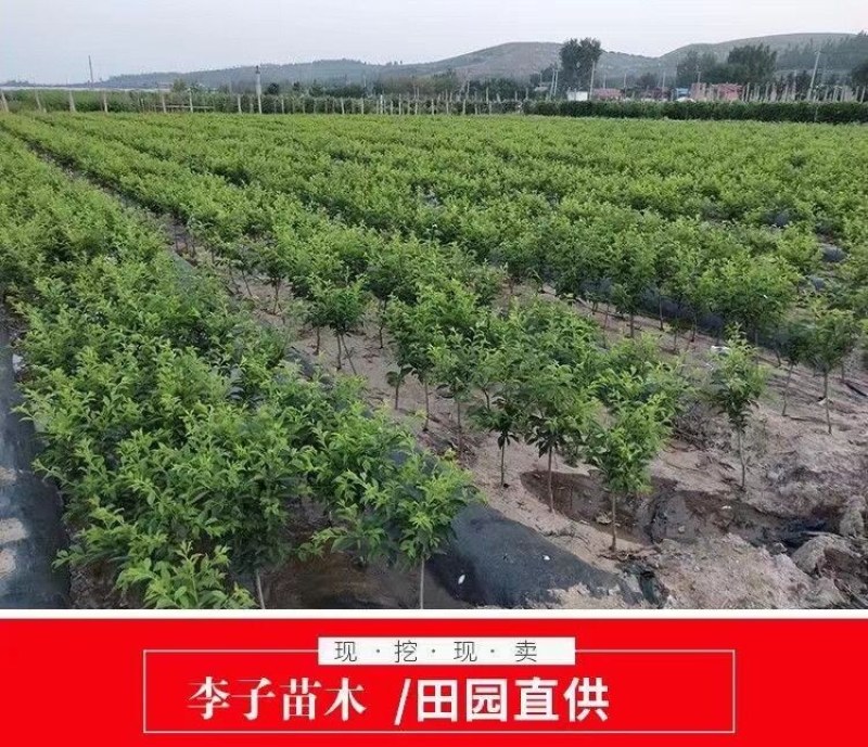 特大李子树苗黄金李嫁接脱骨早熟晚熟南方北方种植新品种当年