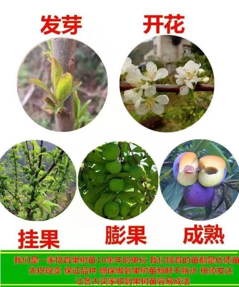 特大李子树苗黄金李嫁接脱骨早熟晚熟南方北方种植新品种当年