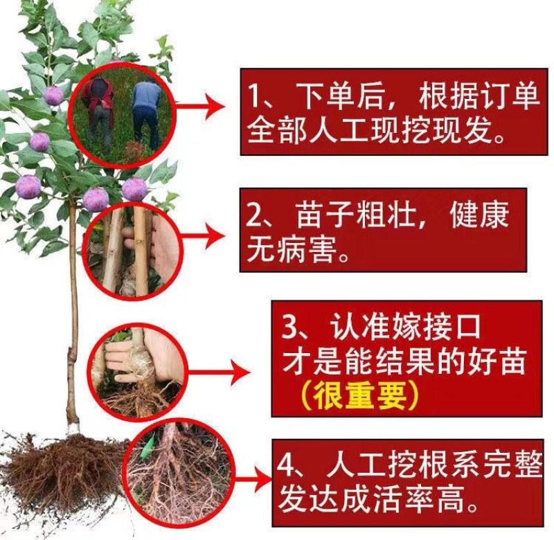 特大李子树苗黄金李嫁接脱骨早熟晚熟南方北方种植新品种当年