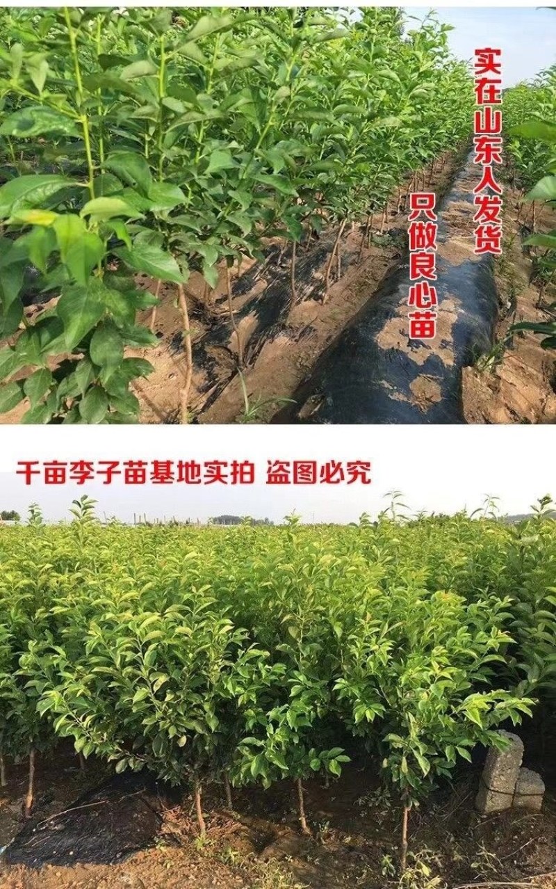 特大李子树苗黄金李嫁接脱骨早熟晚熟南方北方种植新品种当年