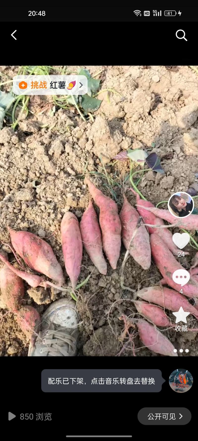 西瓜红，软糯香甜，
