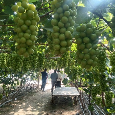 阳光玫瑰