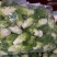 四川特菜精品小儿菜