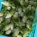 四川特菜精品小儿菜