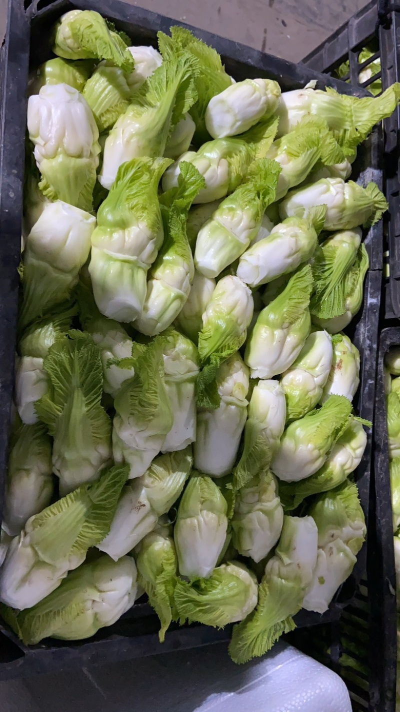 四川特菜精品小儿菜