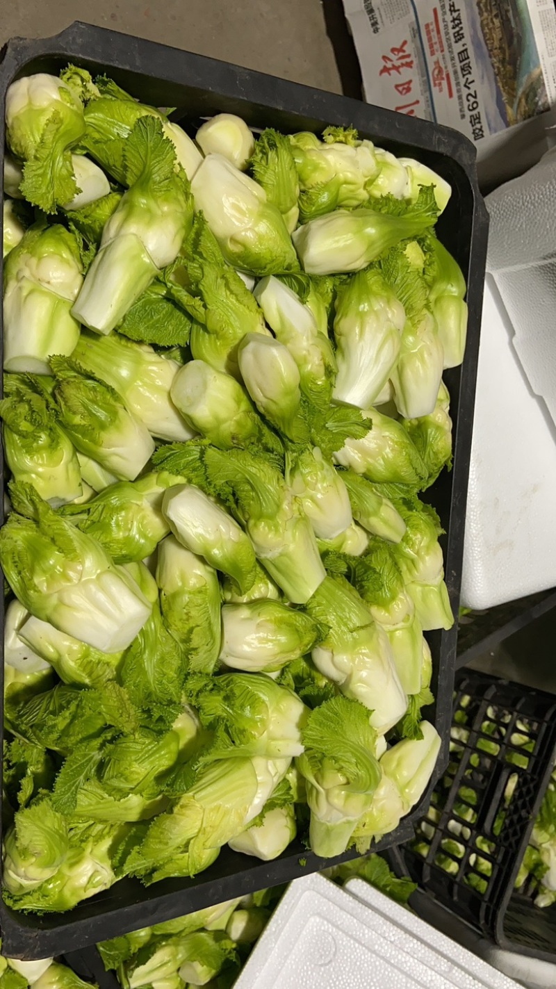 四川特菜精品小儿菜
