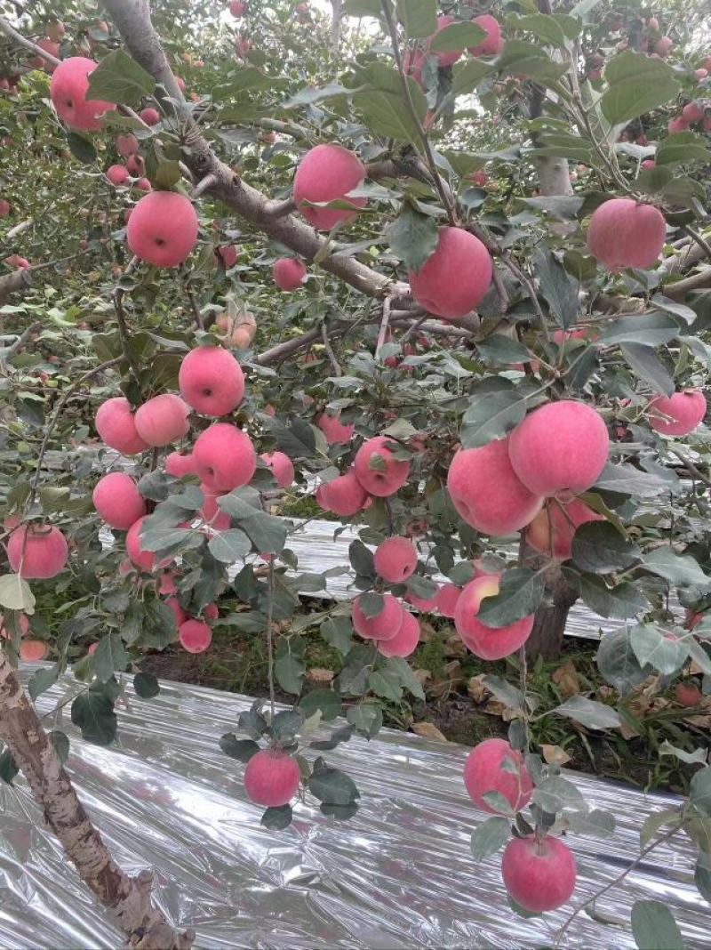 新疆阿克苏红富士冰糖心苹果（纸袋）片红条红规格可选