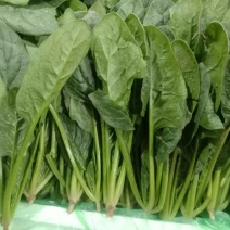 菠菜精品菠菜，泡沫箱菠菜