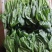 菠菜精品菠菜，泡沫箱菠菜