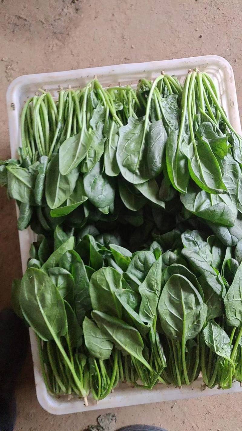 菠菜精品菠菜，泡沫箱菠菜