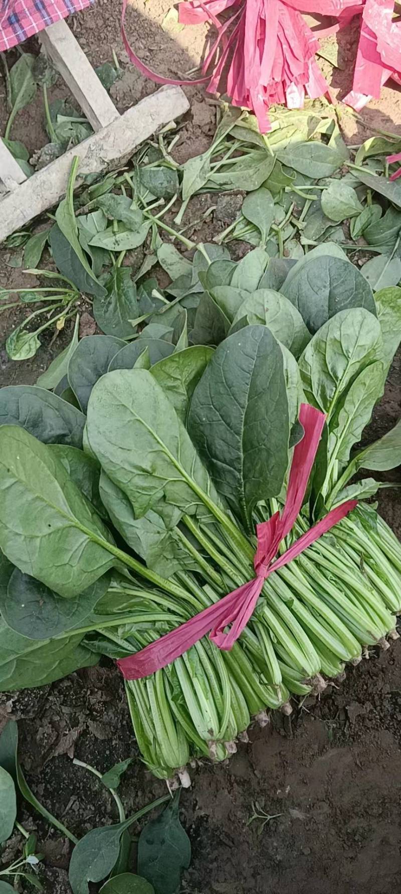 菠菜精品菠菜，泡沫箱菠菜